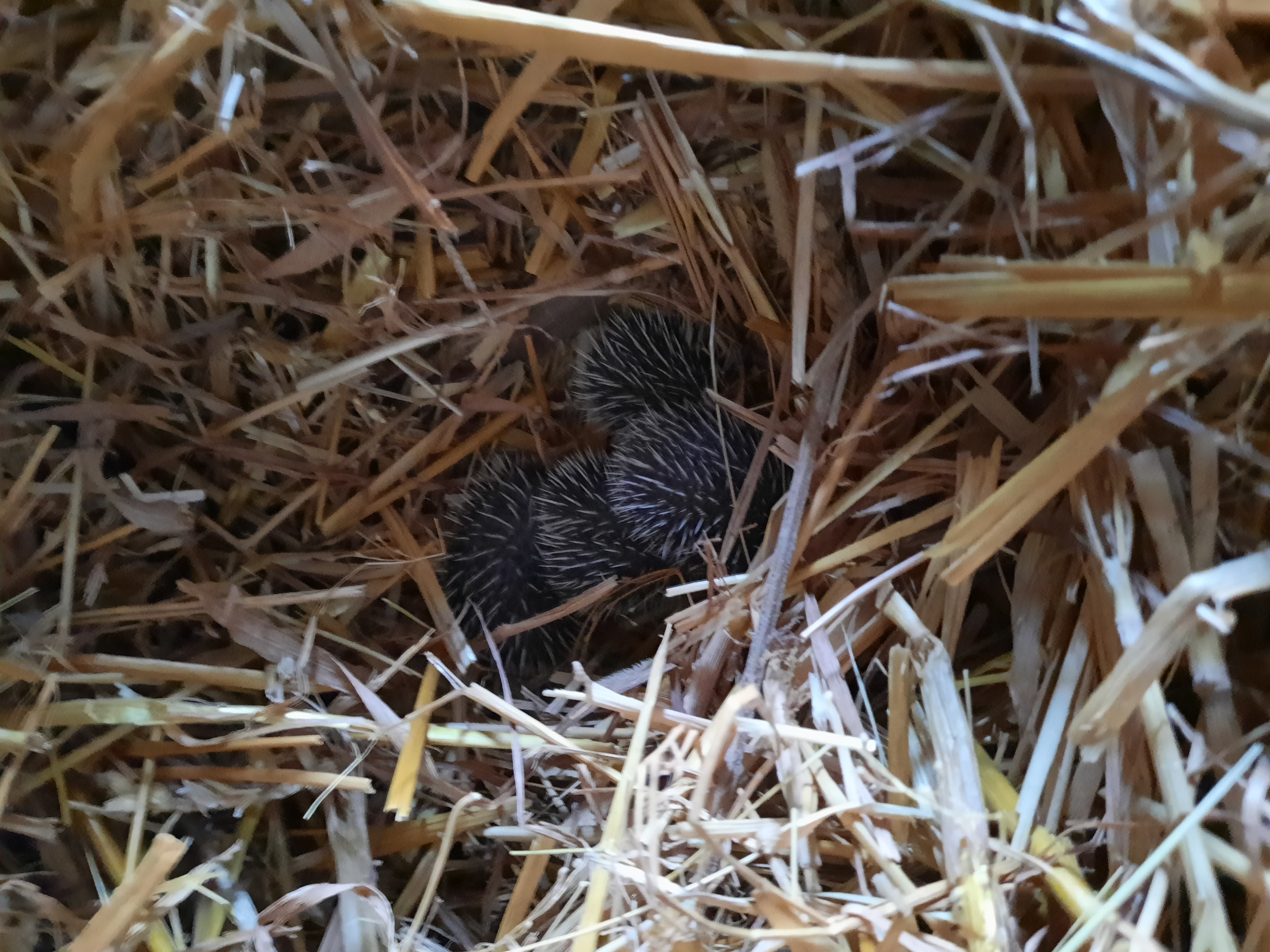 Hoglets