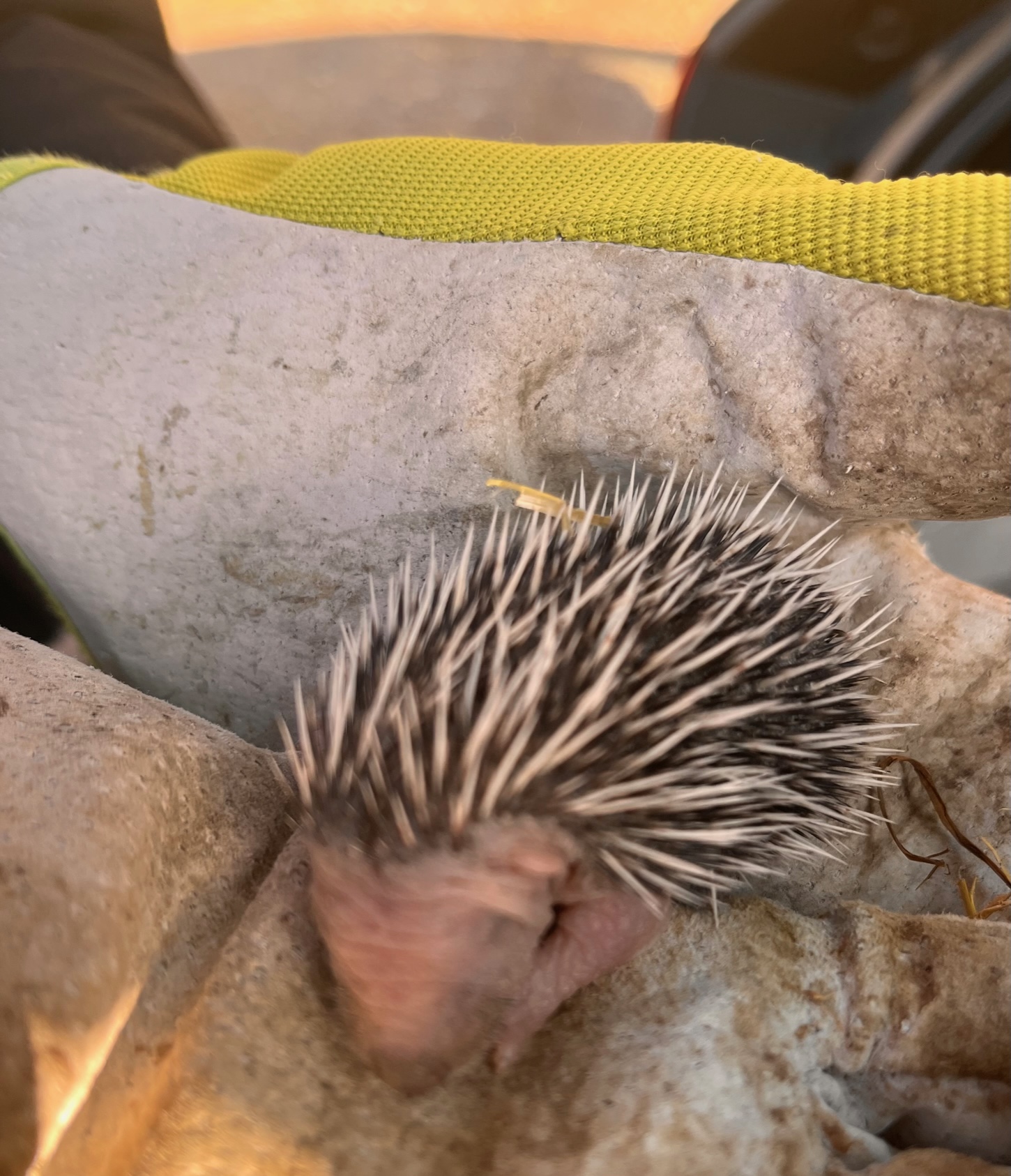 rescued hoglet