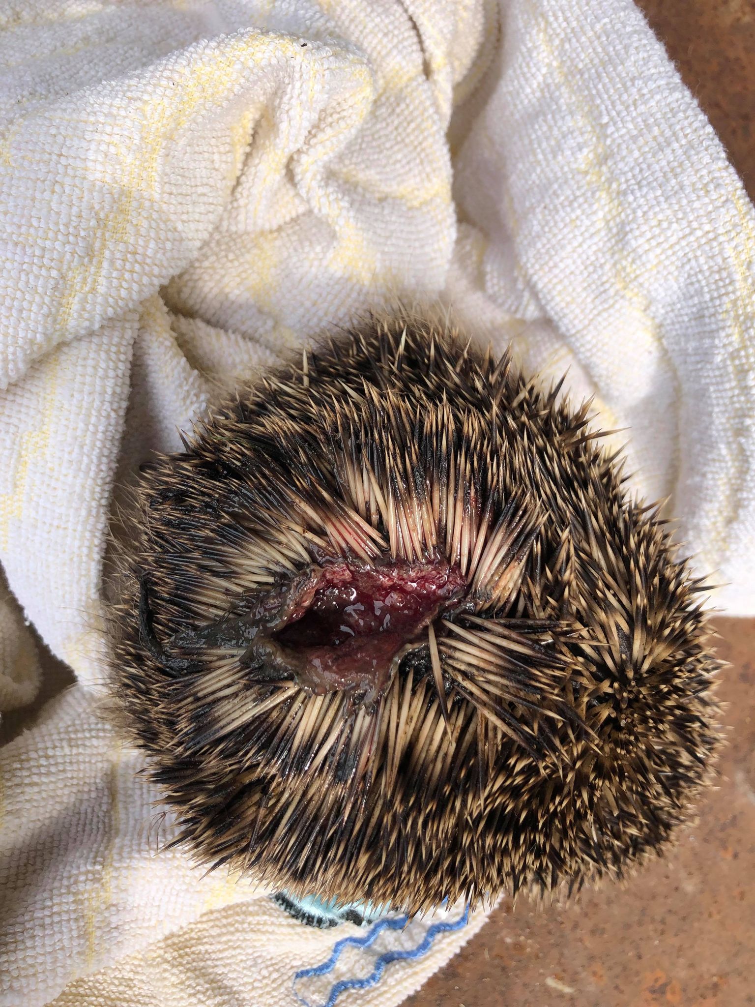 Strimmer Injury to Hedgehog credit Charlotte Reynolds