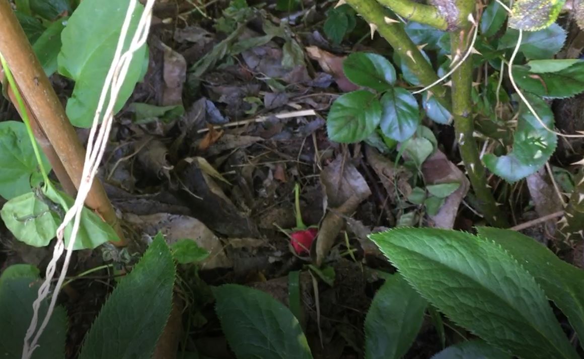 Hedgehog Day Nest