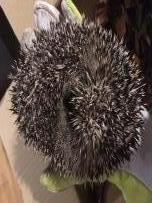 Spikey hoglet