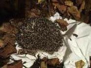 Spikey hoglet